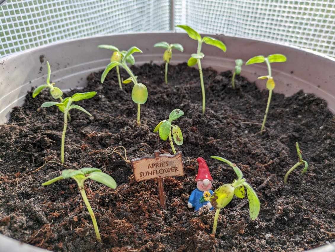 Gift For Plant Lover | Custom Sign For House Plant | Small Garden Signs